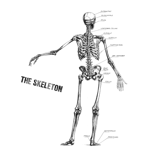The skeleton