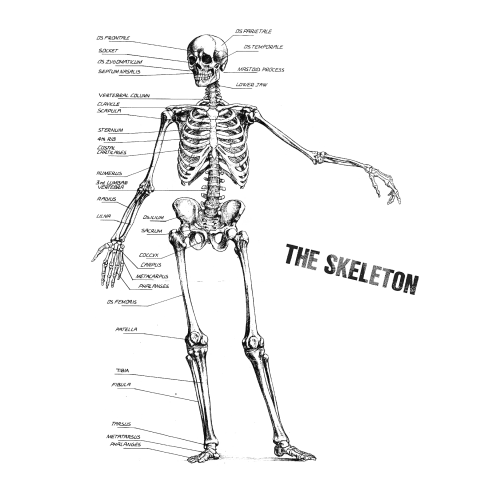 The skeleton