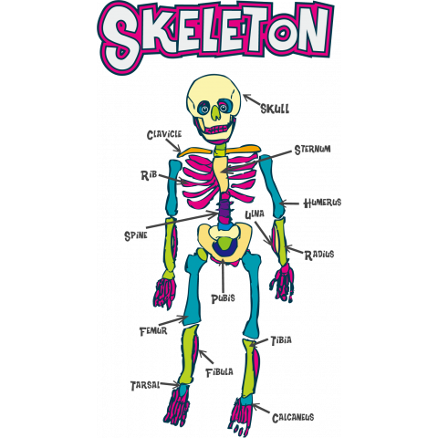 SKELETON