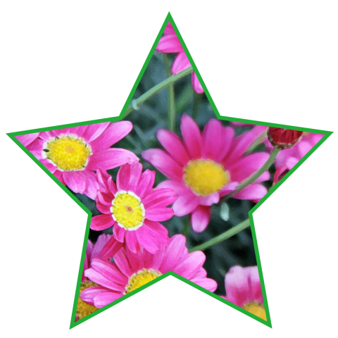 star flower