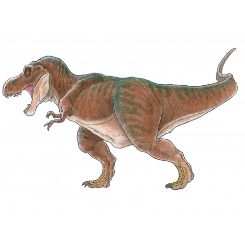 ティラノサウルス 彩色b デザインtシャツ通販 Tシャツトリニティ