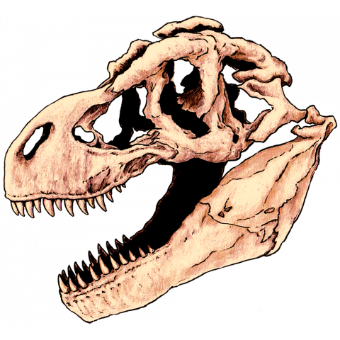 ティラノサウルス・彩色A