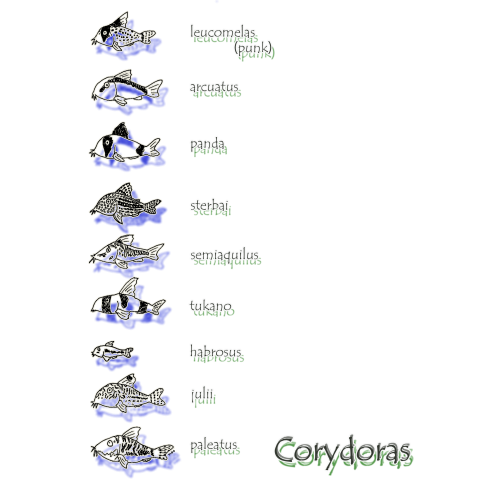 コリドラス大集合 -Corydoras-