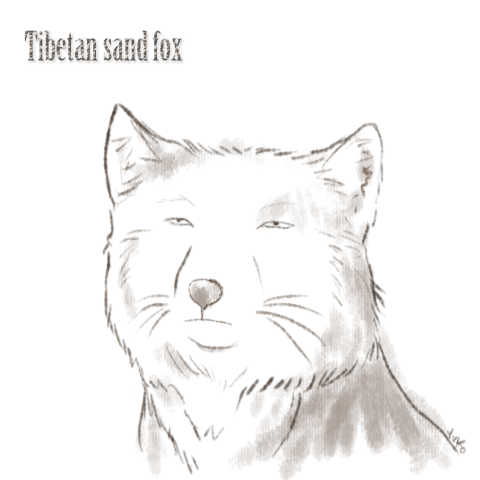 まなざし チベットスナギツネ Tibetan Sand Fox デザインtシャツ通販 Tシャツトリニティ