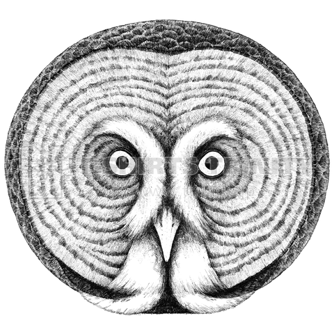 カラフトフクロウ