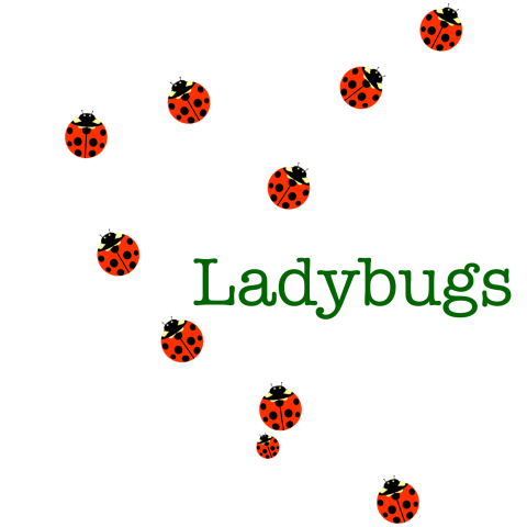 Ladybugs