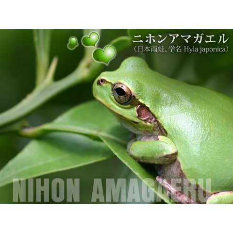 ニホンアマガエル 日本雨蛙 学名 Hyla Japonica 修正版 カエル写真 デザインtシャツ通販 Tシャツトリニティ