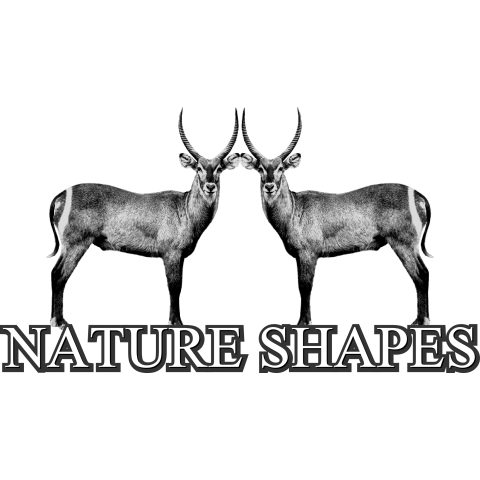 NATURE SHAPES