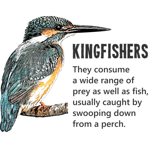 KINGFISHERS