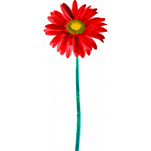 a red flower