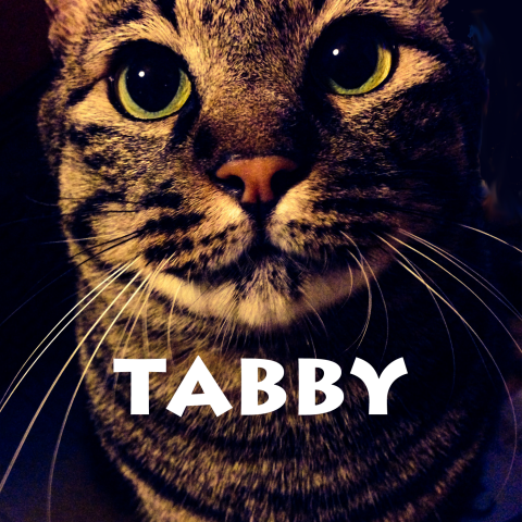 tabbyえにたん