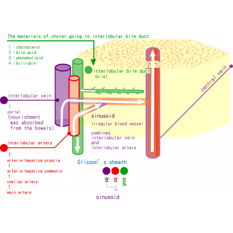 肝小葉(肝臓)日本語、英語