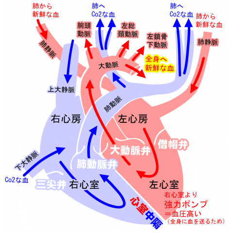 心臓 医療系 図 英語 背面 日本語 デザインtシャツ通販 Tシャツトリニティ