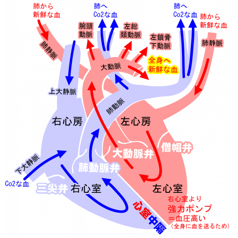 心臓 医療系 図(英語)背面:日本語