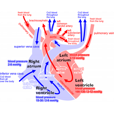 心臓 医療系 図(英語)背面:日本語