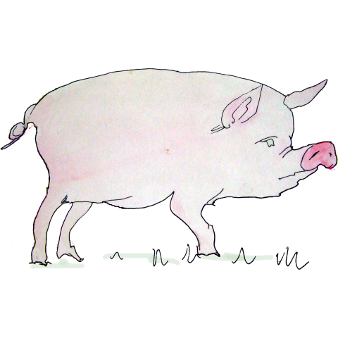 ラマの水彩画 背面 豚の水彩画 デザインtシャツ通販 Tシャツトリニティ