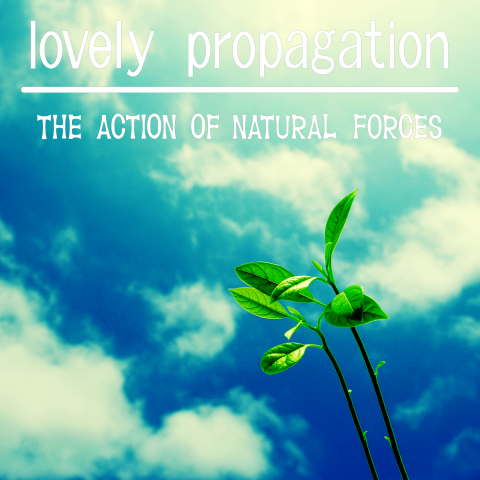 lovely propagation 枠なし