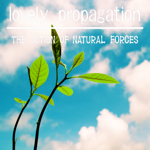 lovely propagation 枠なし