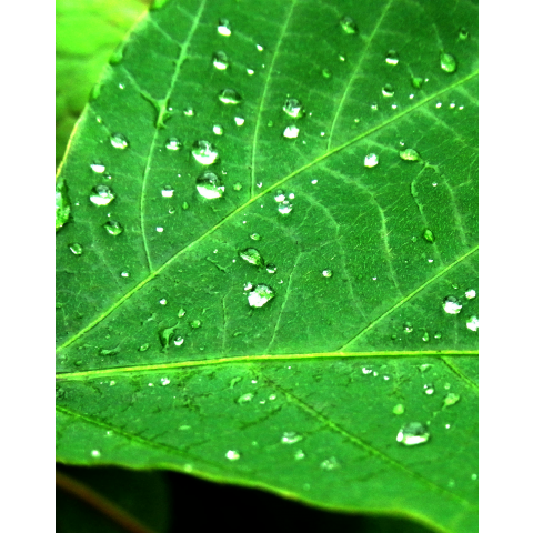 雨上がり