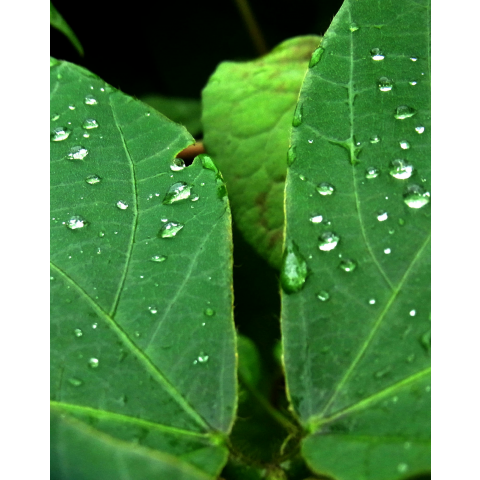 雨上がり