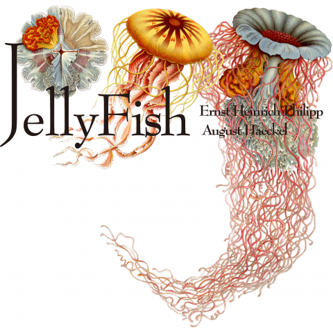 花咲くJellyfish3(花咲くクラゲ)