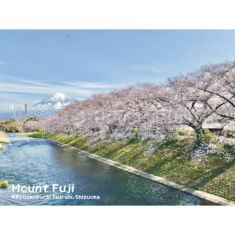 龍巌淵の桜と富士山