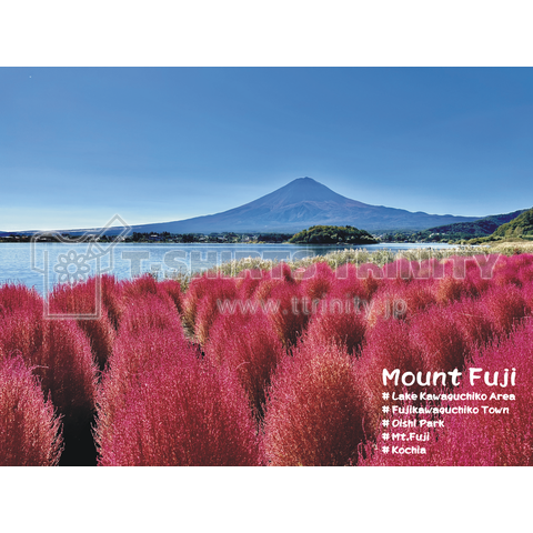 紅葉のはじまりコキアと冬を待つ富士山
