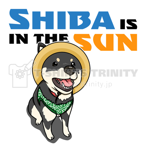 Shiba is in the sun