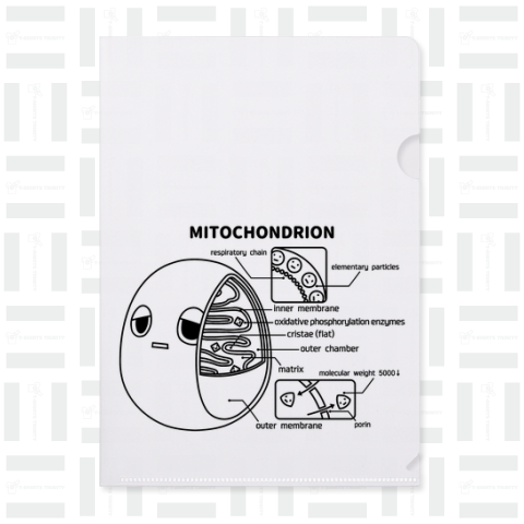 ミトコンドリア(前後)黒