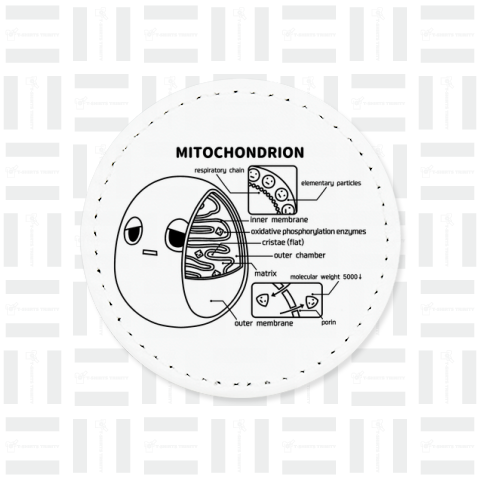 ミトコンドリア(前後)黒