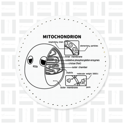 ミトコンドリア(前後)黒