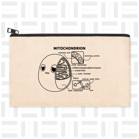 ミトコンドリア(前後)黒