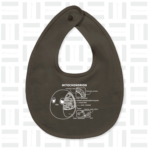 ミトコンドリア(前後)白