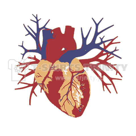 心臓 人体 内臓 人体図 ホラー 解剖図 環状動脈 ハート ハツ 心房心室 看護学校 心筋梗塞 Tシャツ デザインtシャツ通販 Tシャツトリニティ