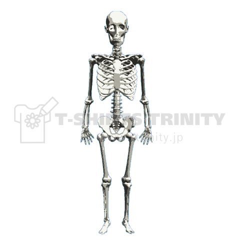 全身骨格1 前プリント 骨 ほね ボーン がいこつ 標本 医療 整体 経絡 経穴 柔道整復師 指圧 按摩 マッサージ Tシャツ デザインtシャツ通販 Tシャツトリニティ