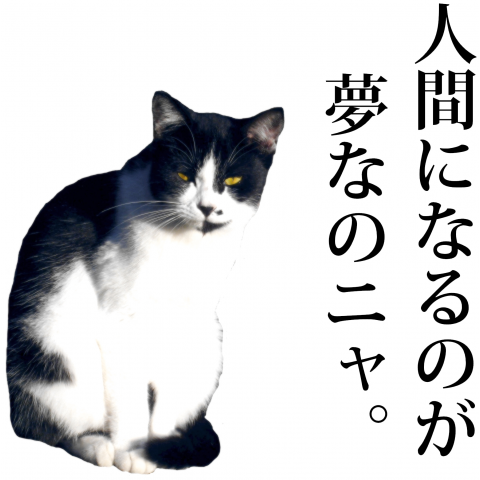 すごくかわいい白黒猫