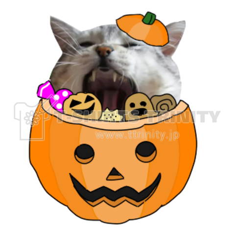 灰虎猫(ハロウィン)