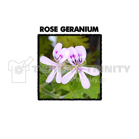 Rose Geranium デザインtシャツ通販 Tシャツトリニティ