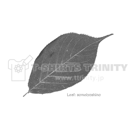 Leaf: someiyoshino