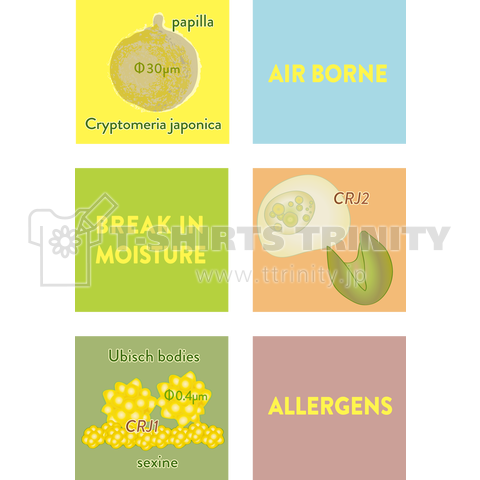 スギ花粉アレルギーとは何か