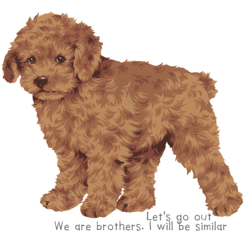 可愛いトイプ-ドル