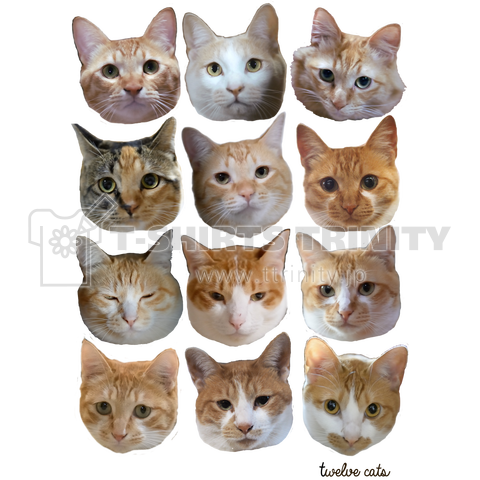 twelve cats