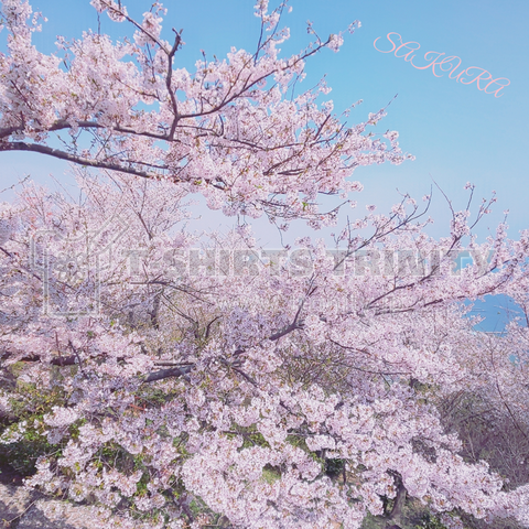 SAKURA 写真