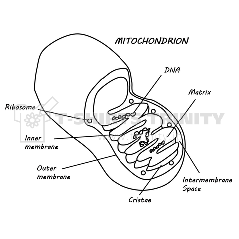 ミトコンドリア