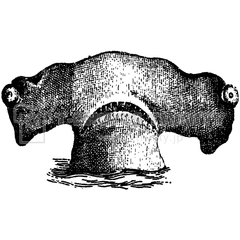 顔を出すシュモクザメ(17世紀の図より)