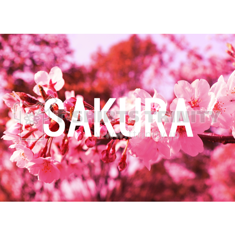 SAKURA