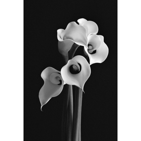 CALLA LILY