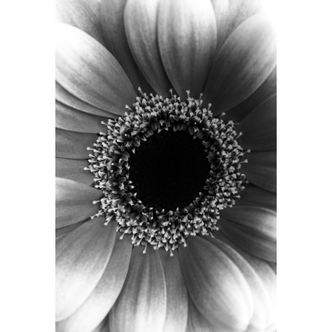 Gerbera