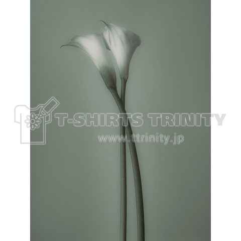 Calla Lily