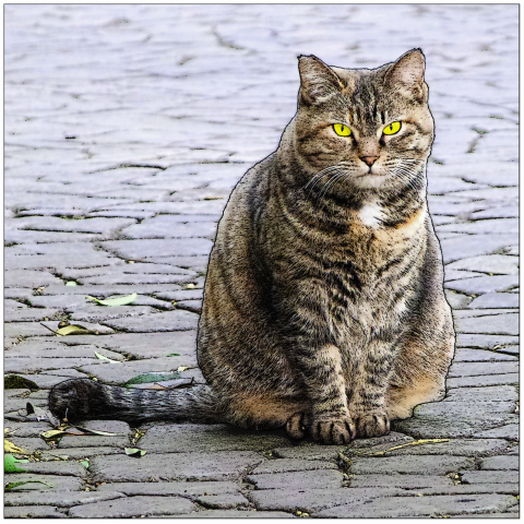 石畳の上で座るのら猫 カラー デザインtシャツ通販 Tシャツトリニティ